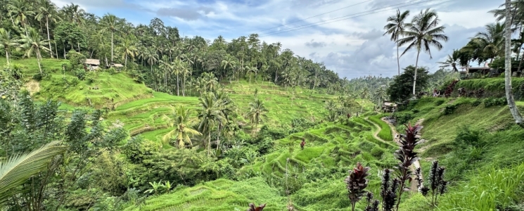 Photo Focus destination : Bali, entre rizi&egrave;res verdoyantes et plages paradisiaques - voyage Ubud