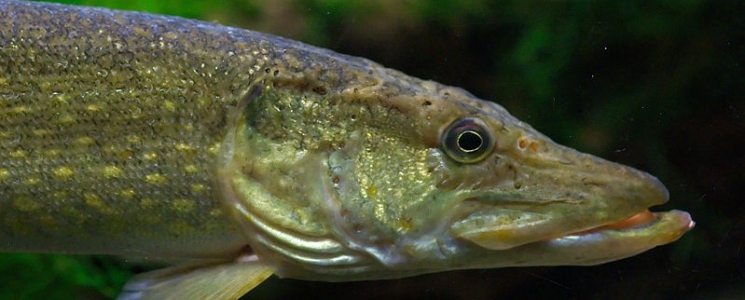 Photo Le centre de découverte du milieu aquatique et de la pêche - voyage Brissac-Quincé
