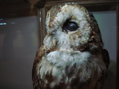 Photo Musée de la chasse et de la nature - voyage Paris