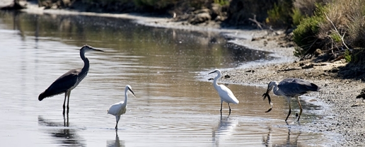 Photo La Réserve Naturelle de Lilleau des Niges - voyage Les Portes-en-Ré
