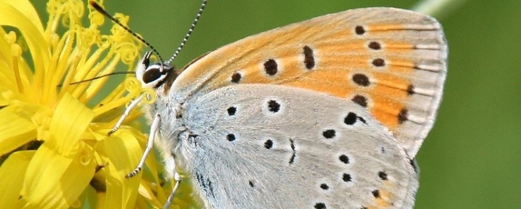 Photo La Réserve Naturelle Régionale du Coteau - voyage Luché-Pringé
